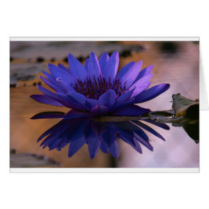 Lis bleu