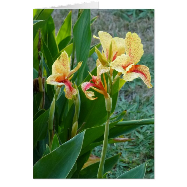 Lis de Canna jaune (Devant)