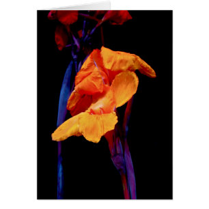 Lis de Canna sur le noir avec le bleu