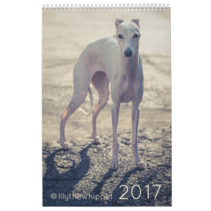 Lis le calendrier du whippet 2017