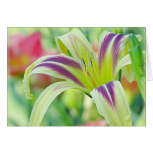Lis marqué - Daylily