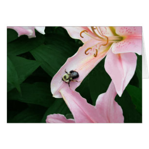 Lis oriental avec l'abeille