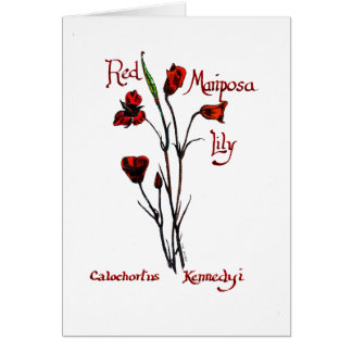 Lis rouge de Marisposa