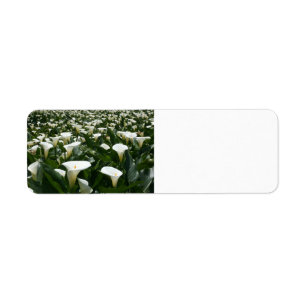 Lis s'élevant à la plantation de zantedeschia,