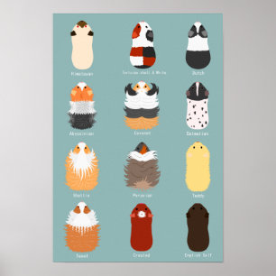 List of guinea pigs poster