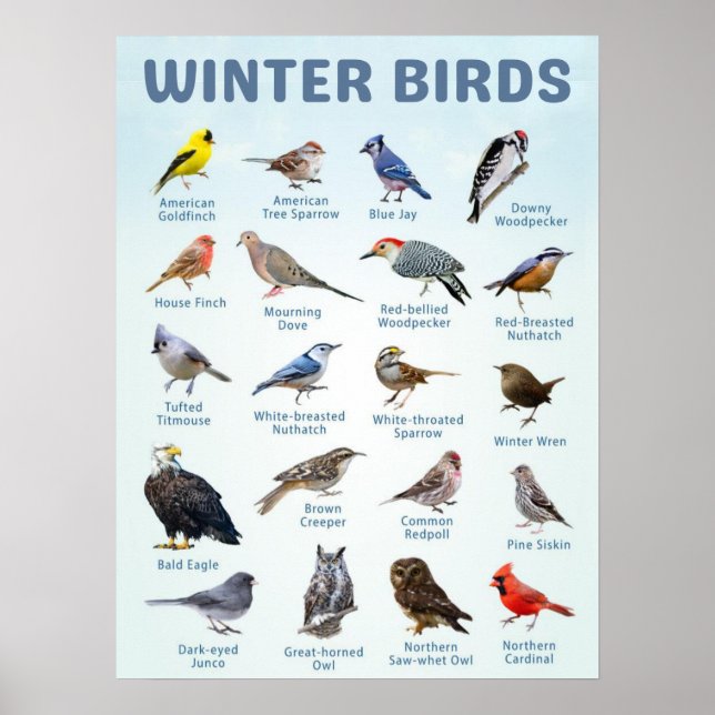 list of USA Winter birds  Poster (Front)