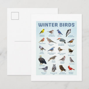 list of Winter birds Northern Cardinals, Blue Jays Postcard