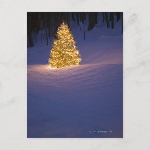 Lit Christmas tree outside Holiday Postcard