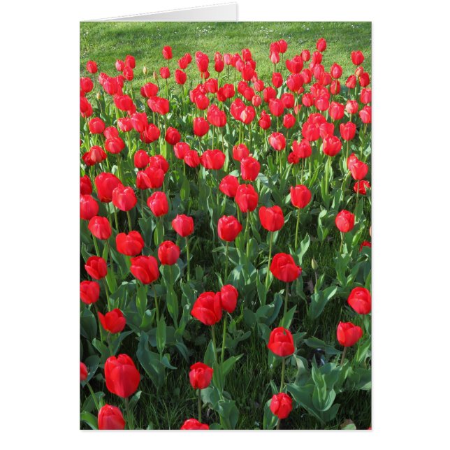 Lit des Tulipes rouges 01 (Devant)