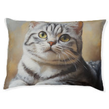 Chat américain à poil court 