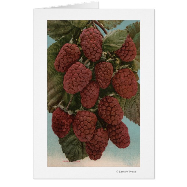 Lithographie de Chromo de Fruit de LoganberriesÉta (Devant)