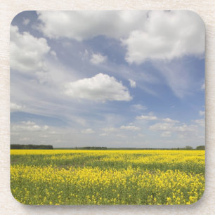 Lithuania, Central Lithuania, Joniskis, field of Coaster