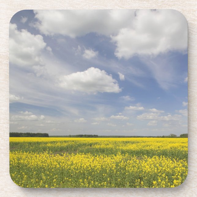 Lithuania, Central Lithuania, Joniskis, field of Coaster (Front)