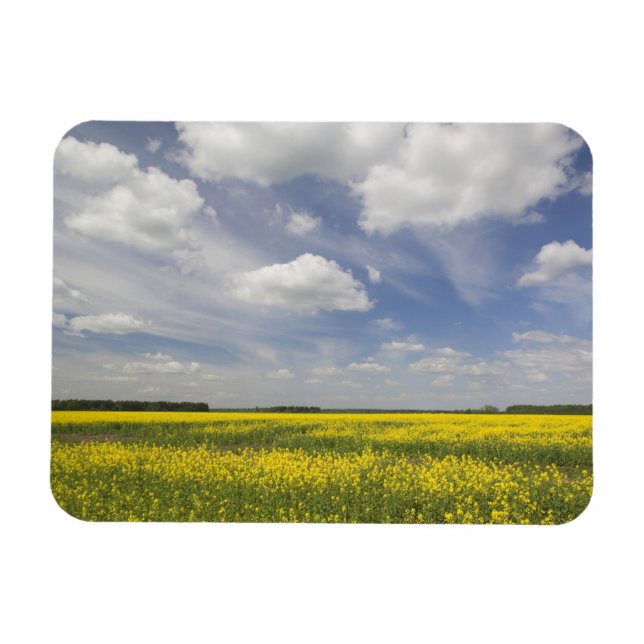 Lithuania, Central Lithuania, Joniskis, field of Magnet (Horizontal)