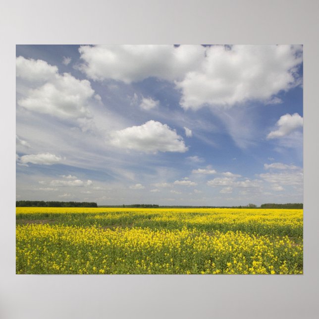 Lithuania, Central Lithuania, Joniskis, field of Poster (Front)