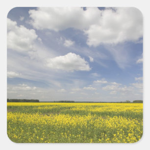 Lithuania, Central Lithuania, Joniskis, field of Square Sticker