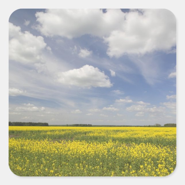 Lithuania, Central Lithuania, Joniskis, field of Square Sticker (Front)