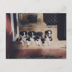 Litter Of Border Collie Puppies Dog Postcard