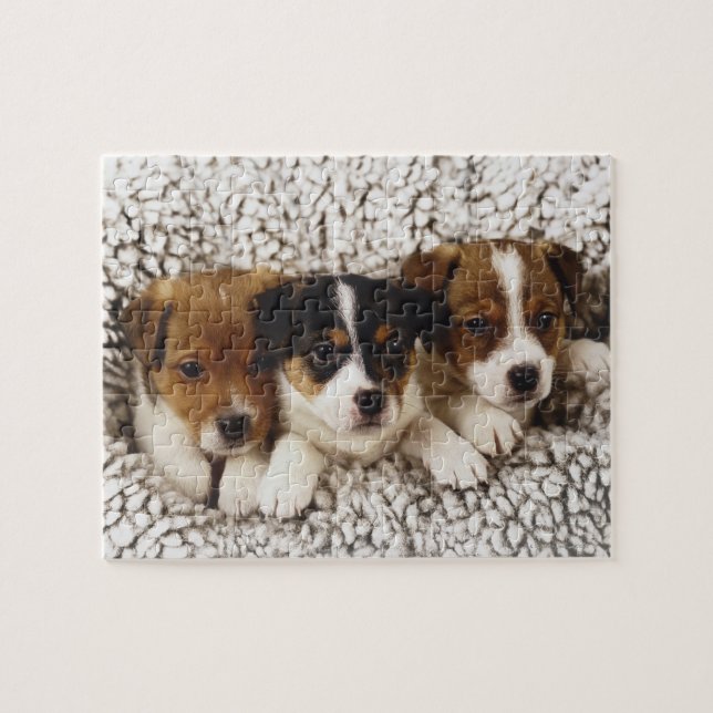 Litter of puppies jigsaw puzzle (Horizontal)