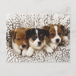 Litter of puppies postcard