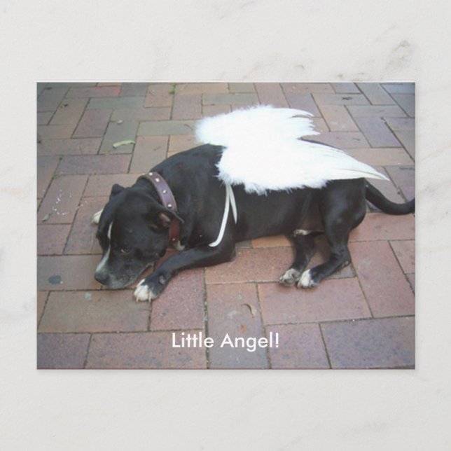 Little Angel! Postcard (Front)