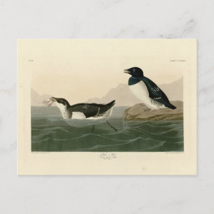 Little Auk (Dovekie) - Audubon's Birds of America Postcard