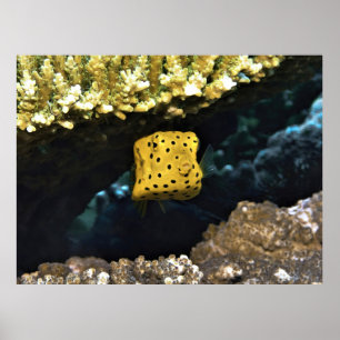 Little Baby Boxfish Poster