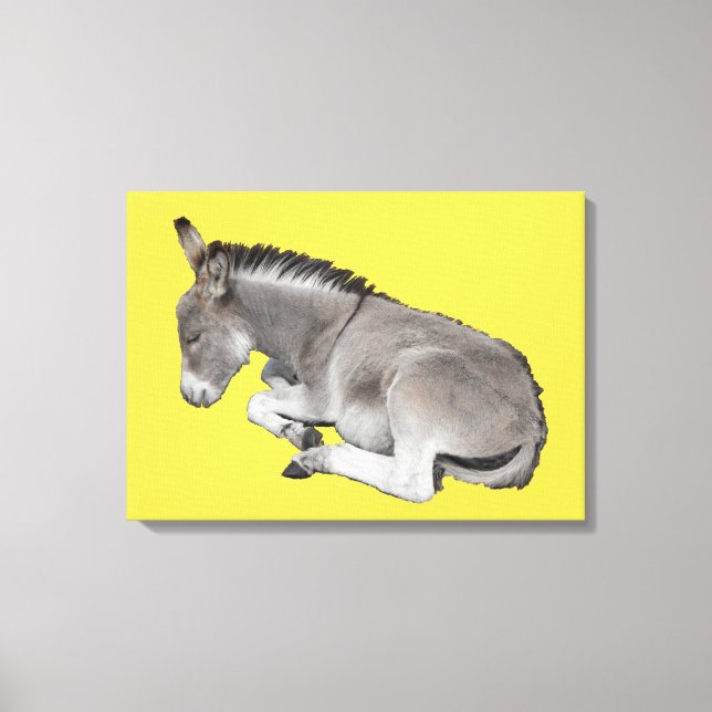 Little baby donkey foal sleeping canvas print (Front)