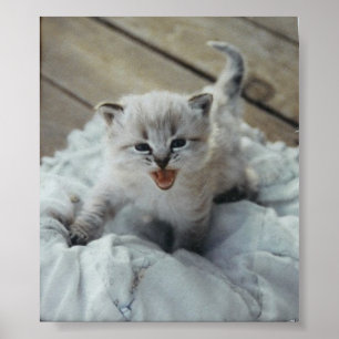 little baby kitten poster