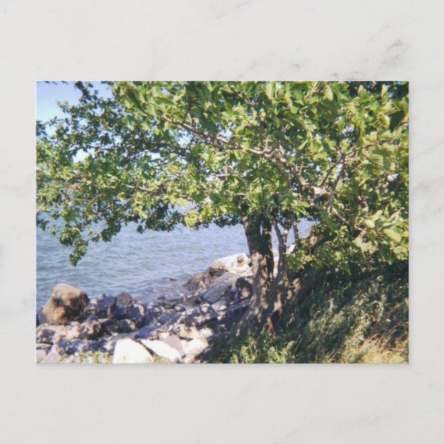 Little Bay Park tree and rocks Postcard (Front)