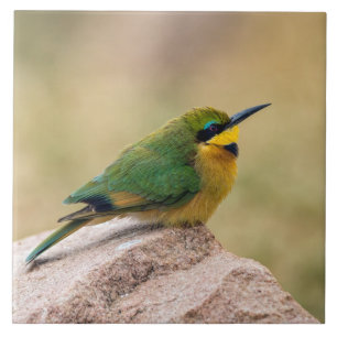 Little Bee-Eater Tile