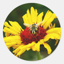 Little Bee Rests on Yellow Orange Wildflower