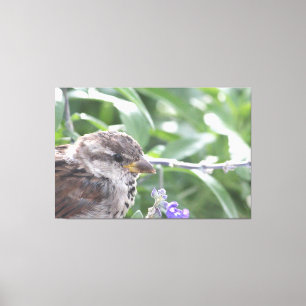 Little Bird Canvas Art