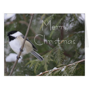 Little Bird Christmas Greeting