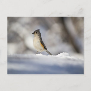 Little Bird in the Snow Postcard