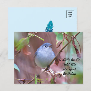 Little Birdie Birthday Postcard