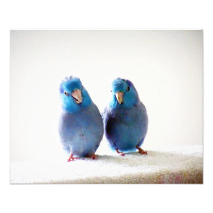 Little Birds Best Friends photo Pacific Parrotlets
