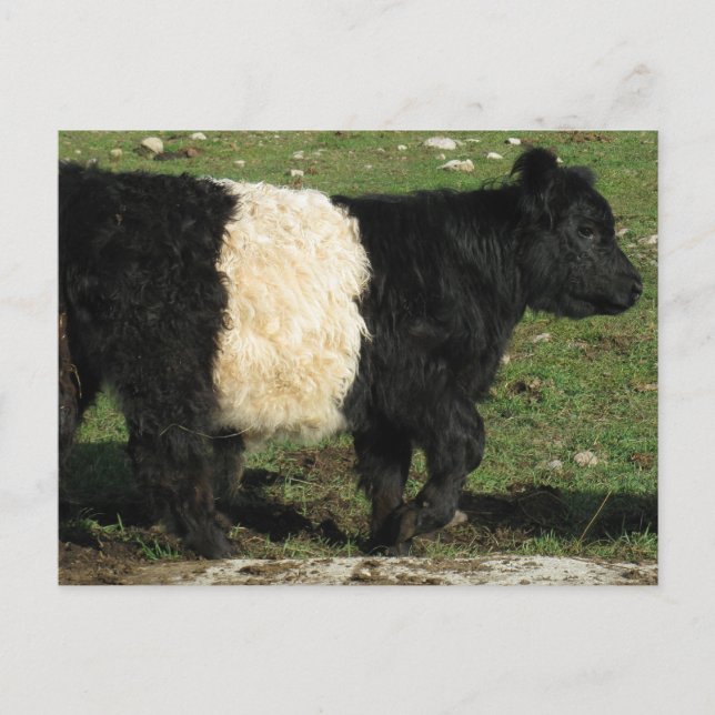 Little Black Beltie Calf Postcard (Front)