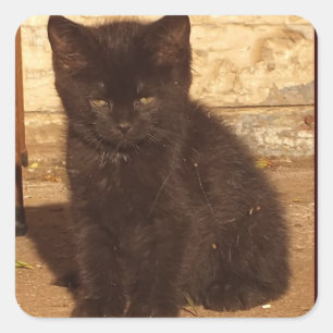 Little Black Kitten Stickers