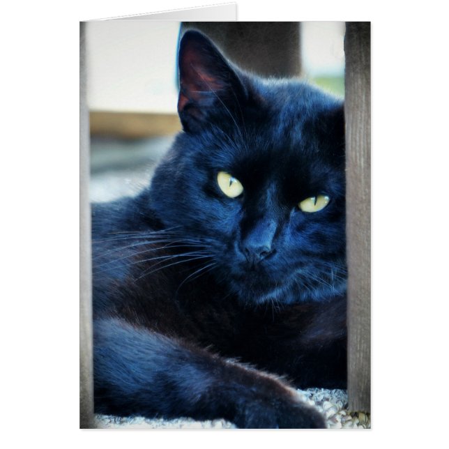 Little Black Kitty (Devant)