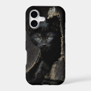 Little Black Kitty