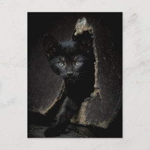 Little Black Kitty Postcard