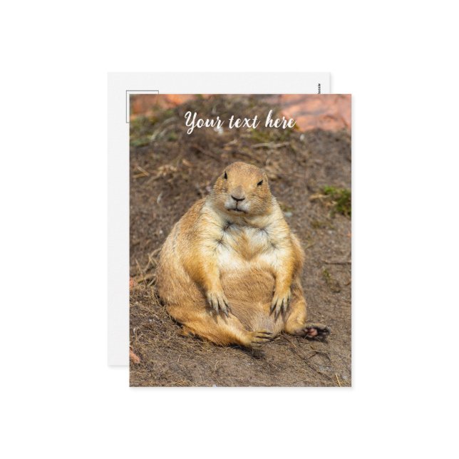 Little Black-Tailed Prairie Dog Holiday Postcard (Front/Back In Situ)