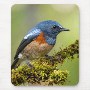 Little blue bird mouse pad
