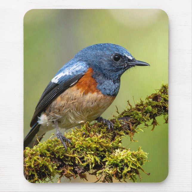 Little blue bird mouse pad (Front)