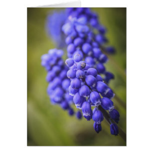Little Blue Buds