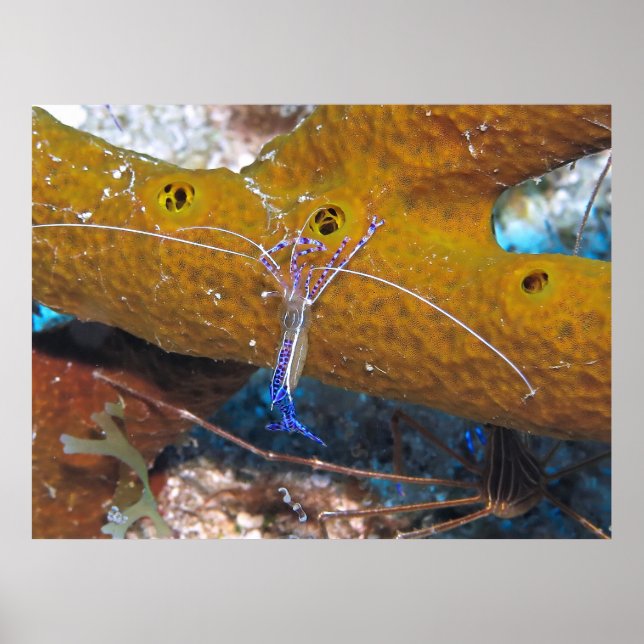 Little Blue Cleaner Shrimp Poster (Front)