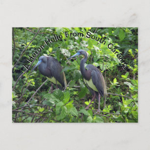 Little Blue  Heron Post Card South Carolina