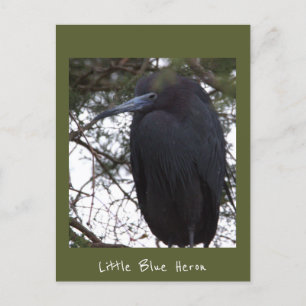 Little Blue Heron Postcard