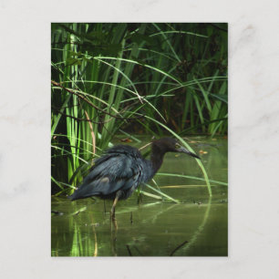 Little Blue Heron Postcard
